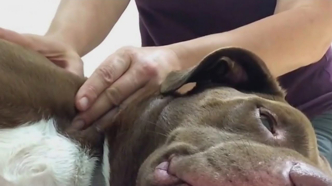 Pampering your pooch with a massage