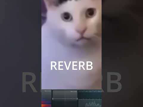 huh cat meme