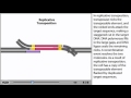 Transposons Animation - DNA transposable elements