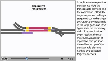 Transposons Animation - DNA transposable elements