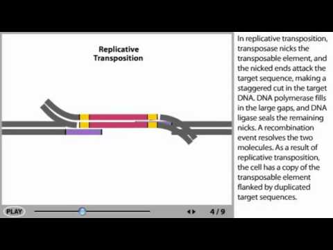 Vidéo: Immunité CRISPR-Cas Et ADN Mobile: Une Nouvelle Superfamille De Transposons D'ADN Codant Pour Une Endonucléase Cas1