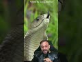 Mamba-negra EPISÓDIO 02 by @living_zoology #biologohenrique #animais #bichoesperto #biologo