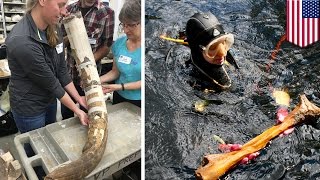 Florida sinkhole reveals that we've been wrong about when the first Americans arrived - TomoNews
