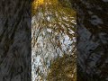 Sliding Stream Over Stone | No Talking, Real Nature #naturalambience#focusbackground#realnature