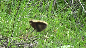 Butterfly caught in spider web - C0075