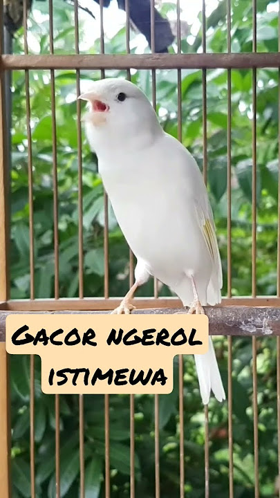 Kenari putih gacor ngerol, bikin betina langsung nungging #kenarigacor #kenari