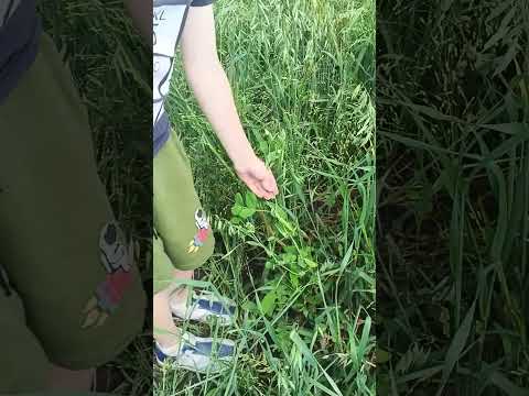Горошек поспевает...