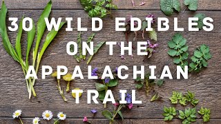 🌿 30 Wild Edibles To Forage On The Appalachian Trail!