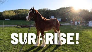 MEANT TO BE!  Abandoned Clydesdale Finds Her Way Home