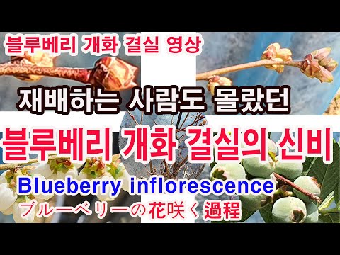 블루베리 개화 결실 과정 영상. 재배하는 사람도 몰랐던 블루베리 개화 결실과정의 신비로움.Blueberry inflorescence,ブルーベリーの花咲く過程