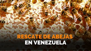 Periodismo de Calle || La labor del rescate de abejas en Venezuela