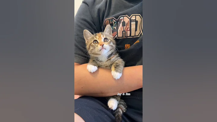 Watch the video about Enjoy this adorable cute cats🥺😍 #cat #cute #pets #funny #catlover