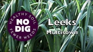 Grow leeks from multisown modules: quicker, cheaper, easier, high yield