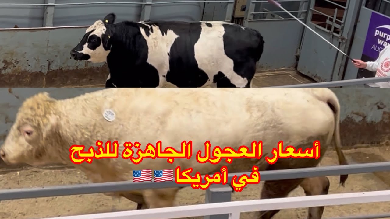 أسعار الأبقار والعجول الجاهزة للذبح في أمريكا 🇺🇸🇺🇸