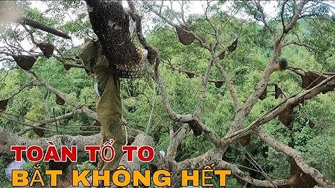 KHAI THÁC NHỮNG TỔ ONG VÙNG BIÊN GIỚI | TẬP 5 | VỀ NHÀ BÁC CẢ 40 NĂM LÀM NGHỀ SĂN MẬT ONG RỪNG