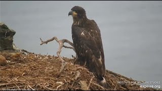 West End ~ Koa Flies To Historic Nest After Fledging! Awesome Closeups + Koa Lying In Nest  6.3.24