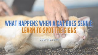 WHAT HAPPENS WHEN A CAT GOES SENILE  LEARN TO SPOT THE SIGNS by Catvills 41 views 2 years ago 41 seconds