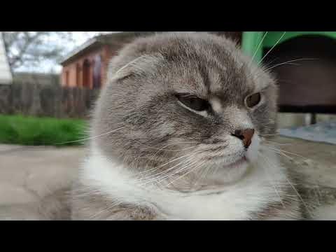 Кот шуня. Шуня махрова galway. Шуня оборзел кот. Кот шуня. Кот шуня.