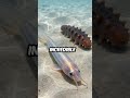 Fish Live Inside Other Animals Anuses!🤯🐟