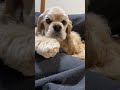 枕にウンチしちゃった(コッカースパニエル)