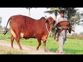 World Record 42KG Milking Record Biggest Farm of Pure Sahiwal Breed | Complete Documentary