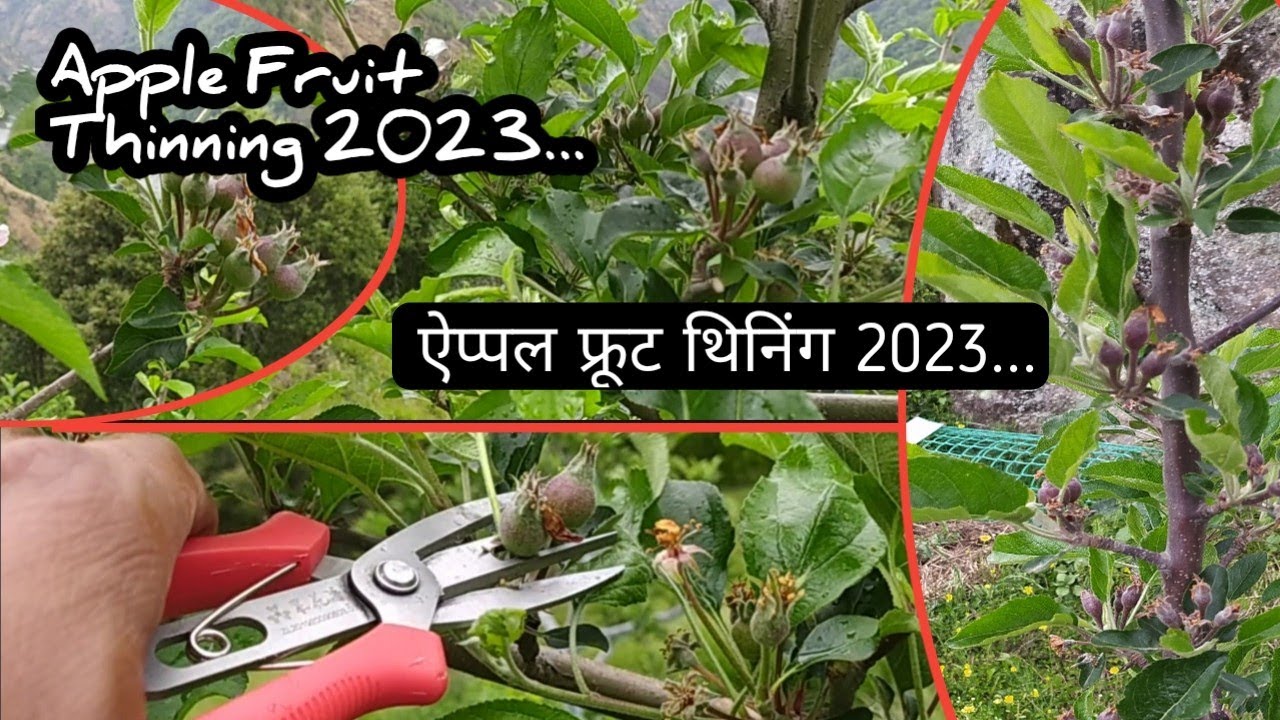 Apple Fruit Thinning 2023...The_Farmer_MC YouTube