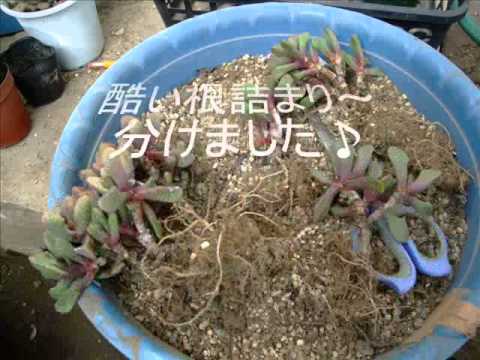 根詰まり チリチリ多肉の植え替え 13 02 05 Youtube