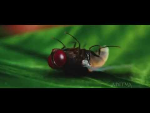 eega-movie-bindu-bindu-bagruound-music