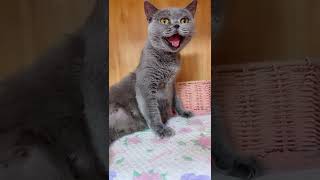 Cats make food 2022 That Little Puff Tiktok Compilation 1072 8 by DJ REAT REMAX BLOGGER 5 views 1 year ago 2 minutes, 20 seconds