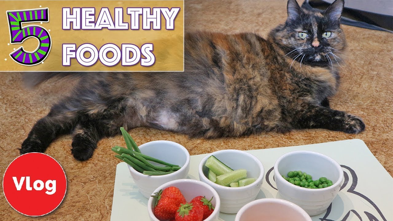 can cats digest vegetables