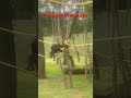 Joyful Orangutan Visit! 🐵 Heartwarming Wildlife Connection! #Trending #wildlife  #exotic