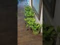 IVY VID NEW 1 #ivy #ivyplants #grow