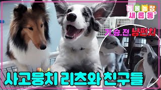 [#새롭동물농장] 지치지 않는 체력을 가진 개너자이저 리츠와 친구들 / EP.1174 #TV동물농장 #AnimalFarm #SBSstory