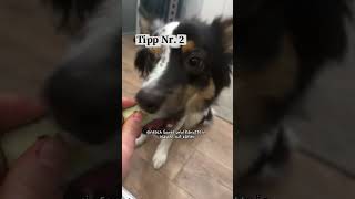 3 Tipps gegen Zahnstein beim Hund🐶❤️🪥Tipp Nr. 1: Selbstgemachte (DIY) Zahnpasta für HundeKokosöl