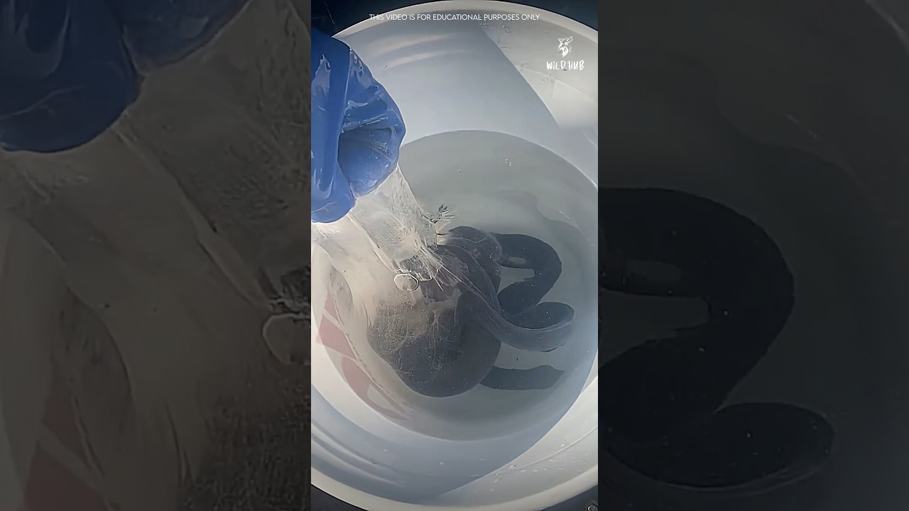 Эта рыба превращает воду в слизь за считанные секунды.