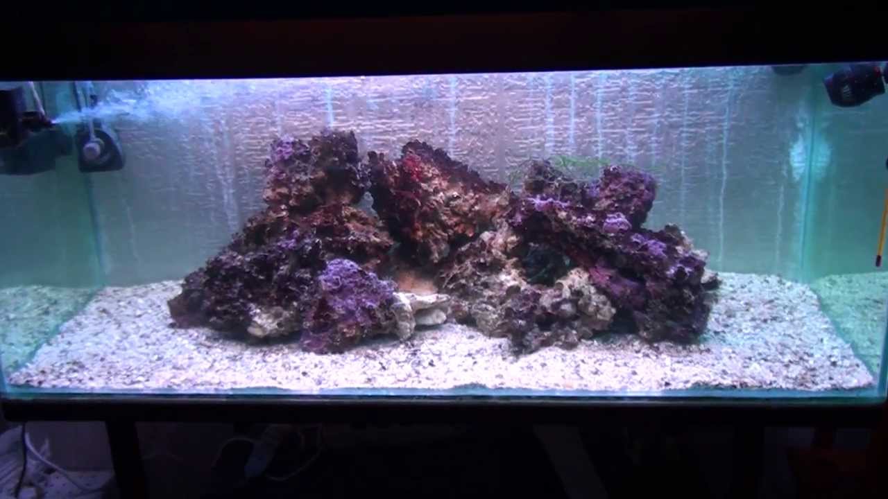 Il mio primo acquario marino - YouTube