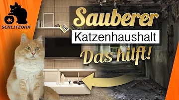 Wie halte ich meine Wohnung sauber mit Katzen?