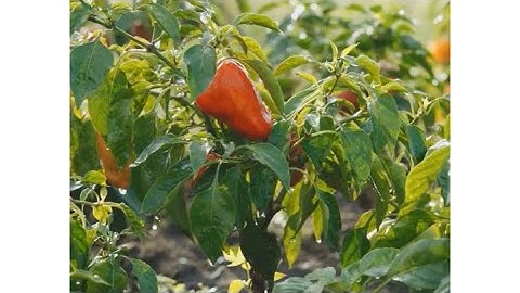 اعْمَلُوا مَا شِئْتُمْ ۖ إِنَّهُ بِمَا تَعْمَلُونَ بَصِيرٌ [ سورة فصلت ]