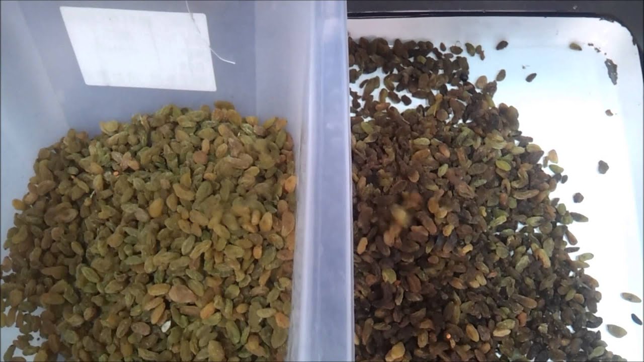 AMVT Meyer Color Sorter   raisin