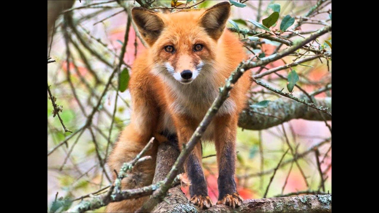 scaricare versi di animali mp3 da