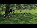 Vaca vs perros