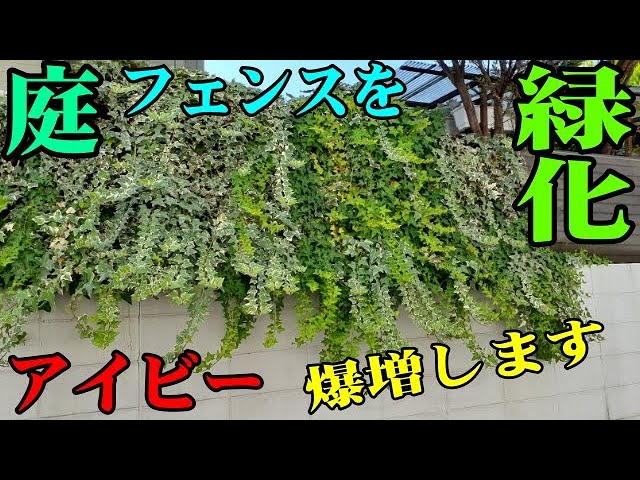 アイビー(ヘデラ) 庭のフェンスを緑化してます。夏は涼しく感じて、緑