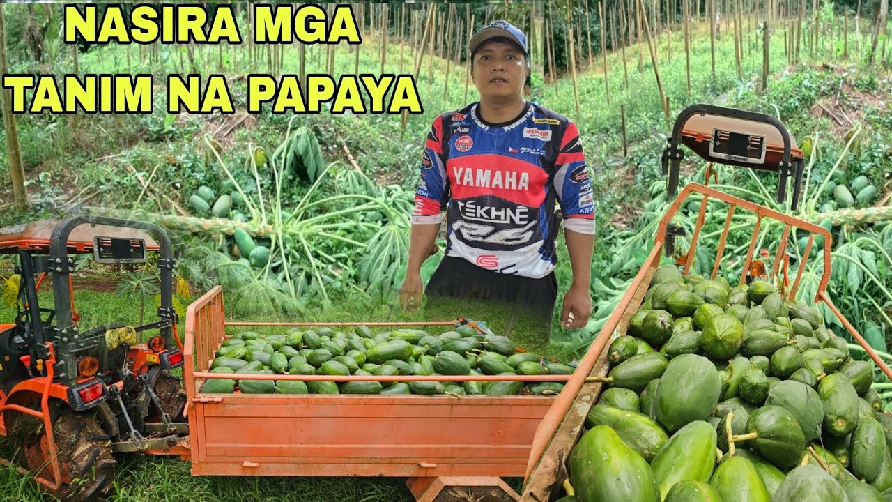 Nakakaiyak Ang laki ng lugi ko sa Papaya Dahil sa bagyo  halos mawasak lahat  😭😭 Bawi tayo nxtime