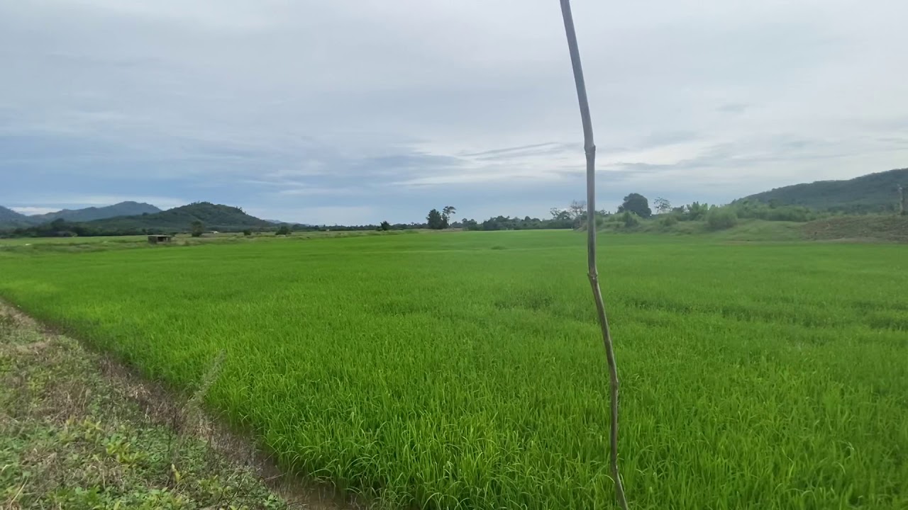 Hari raya? -Coki production