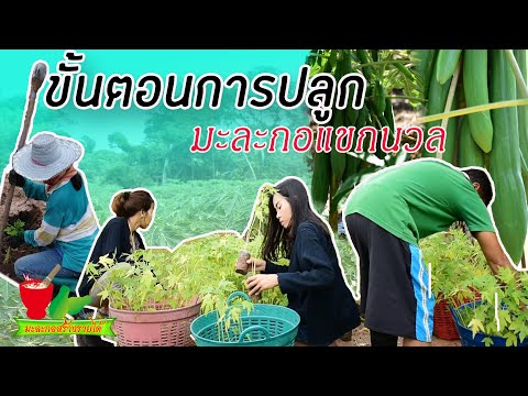 Ep 4 ขั้นตอนการปลูกมะละกอ