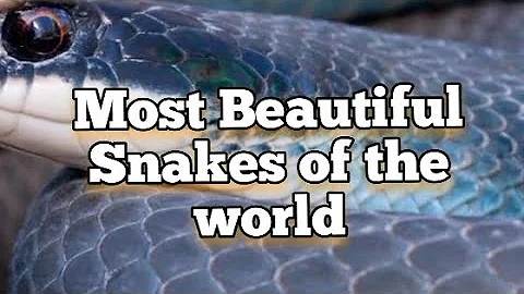 11 Most Beautiful Snakes of the world 