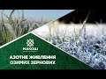 Особливості азотного живлення озимих зернових культур від агронома-експерта компанії "Макош"