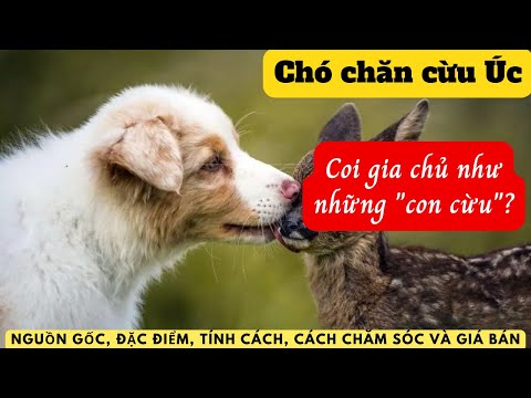 Video: Chó chăn cừu úc