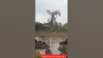Sạt Lỡ cây dừa xuống sông