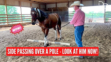 D/C  TEACH A HORSE TO SIDE PASS ACROSS A POLE  |  Step-By-Step